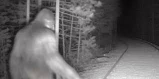Wintergreen police weigh-in on Bigfoot sightings