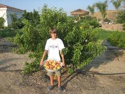 We did not find results for: Ultra Dwarf Patio Fruit Trees