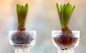 If you choose to grow your seeds indoors, start them approximately one month prior to the final frost date. Force Bulbs To Grow Indoors For The Holidays