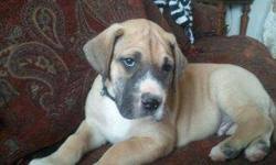 All of the breeders listed here are members in good standing with the great dane club of greater denver (gdcgd). Great Dane Puppies Price 800 For Sale In Bedford Indiana Best Pets Online
