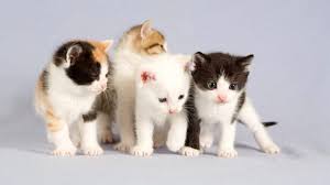 القطط في المنام وتفسير حلم القطط للعزباء لابن سيرين موقع مصري in 2021 cute cat wallpaper beautiful kittens cute cats