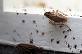 The lease for our new york city apartment refers to the landlord's responsibility for pest control; How To Get Rid Of Cockroaches In Your Rental For Good Avail