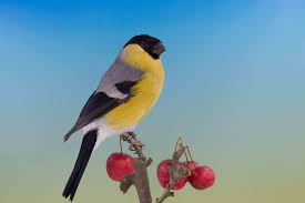 Gele Goidvink Susse Tiere Tiere Gimpel