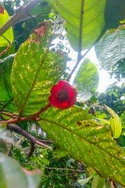 Image result for Uvaria acuminata