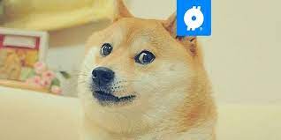 De coin is uitgegroeid tot een serieuze coin met een grote en actieve community. Dogecoin Steeg 1100 Procent Door Dezelfde Strategie Als Gamestop Btc Direct Nieuws