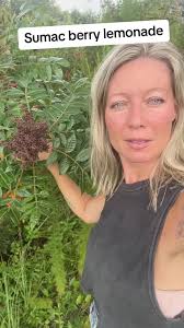 Sumac berry lemonade and how to not fear this beautiful native plant ...