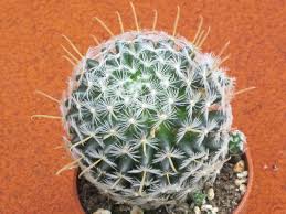 Mammillaria Duwei Plantas Suculentas Flores