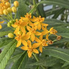 Image result for Asclepias curassavica