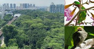 If you're making this a climb, bring your bug spray. 33 Hectare Dover Forest To Be Cleared For Housing Projects After Being Left Untouched For Over 40 Years Mothership Sg News From Singapore Asia And Around The World