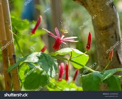 Image result for Passiflora sanguinolenta