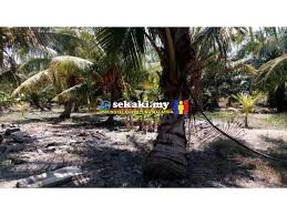 Maybe you would like to learn more about one of these? Tanah 1 Ekar Serta Rumah Dan Tanaman Di Kg Sungai Kajang Tg Karang Tanjong Karang Sekaki My Gedung Iklan Percuma Malaysia