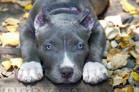 American Bully Classic An Alternate Bully Breed For Owners And Breeders American Bully Dog Breed Info C Blue Nose Pitbull Puppies Pitbull Puppies Bully Dog