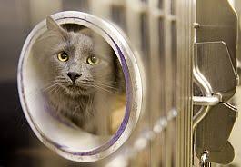 Mobile animal euthanasia near me. Euthanasia By Injection The Only Choice For Shelter Animals