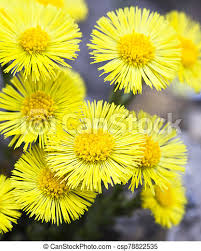 *please note that this list will be in effect from january 1, 2015 onwards. Yellow Coltsfoot Flowers Tussilago Farfara In Early Spring Canstock