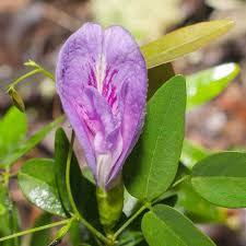 Image result for Clitoria