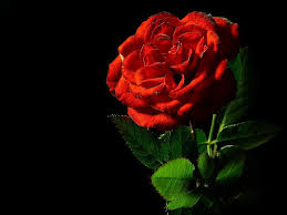Black Background With Rose Petals Pin By Jessiegail Robinson On My Garden Red Rose Pictures Rose Pictures Red Roses