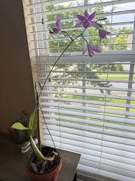 Image result for Stellaria mannii