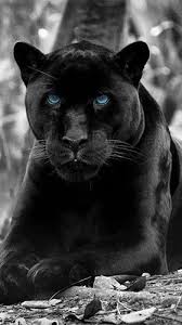 3d Black Panther Wallpaper Inspirational Black Panter Fur Android Kostenlos Herunterladen Liv 2020 Panter Hayvanlar Buyuk Kediler