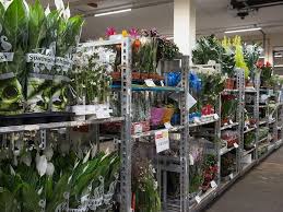 Outdoor plants for sale online to create your very own garden full of lively colours and beautiful scents. Hilverda De Boer Home Flowers Plants And Cut Foliage Of The Best Quality Hilverda De Boer