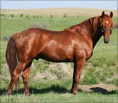 Discover tennessee walker for sale on america's biggest equine marketplace. Slush Creek Walkers Tennessee Walking Horse At Stud Red Zeppelin 21402858