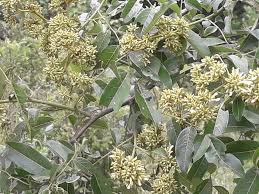 Image result for Dalbergia martinii