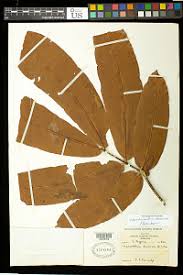 Image result for Gilbertiodendron dewevrei