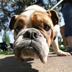 The 20 Worst Dog Breeds for Children - Puppy Toob