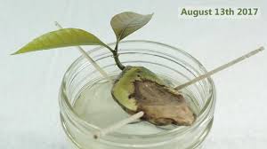 How to grow mango from seed. Futurama Co Za How To Grow A Mango Tree From Seed Facebook