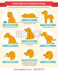 sick dog symptoms vector photo free trial bigstock