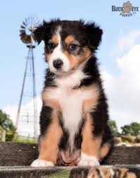 Black And White Australian Shepherd Puppy For Sale Pin By Jamie Allen On Animals Australian Shepherd Puppies Puppies For Sale