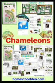 Chameleons Worksheets And Lapbook Activity Interactive Notebook Activities Homeschool Activities Interactive Notebooks