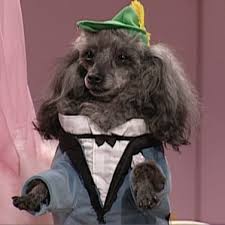 Images of the dog who played Mr. Rocky Balboa in the @nbcsnl sketch Dog  Show, circa 1998 - 2000.