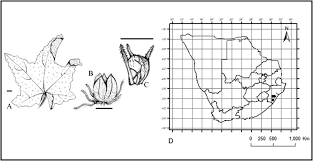 Image result for Pavonia leptocalyx
