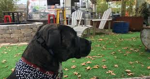 Последние твиты от my pet cbd (@my_pet_cbd). I Gave My Dog Cbd Oil To Calm Him Down And Help His Separation Anxiety Reason Com