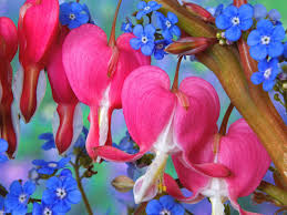 Maybe you would like to learn more about one of these? Bleeding Heart Flowers Bleeding Heart Flower Bleeding Heart Flowers
