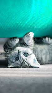 Sweet Kitten Under The Blue Couch Cat Wallpaper 2020 Kedi Hayvan Duvar Kagidi Cok Sirin Hayvanlar