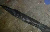 Resultado de imagem para guarda chuva vonfundido com fuzil