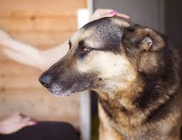 Yet animal shelters are filled with dogs and cats who must find homes. Colorado Considers Bill To Prevent Animal Shelters From Euthanizing Pets Due To Lack Of Space Cole Marmalade