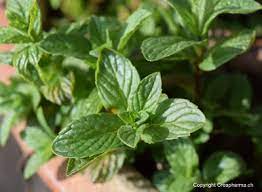Check spelling or type a new query. Menthe Poivree Mentha X Piperita Creapharma