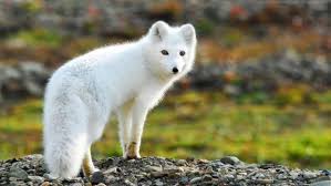The arctic fox (vulpes lagopus), also known as the white fox, polar fox, or snow fox, is a small fox native to the arctic regions of the northern hemisphere and common throughout the arctic tundra. Arctic Fox Environment And Natural Resources
