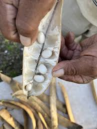 Image result for Canavalia ensiformis