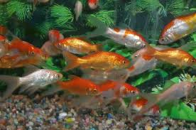 While in week 3 your goldfish will experience a massive size increase, in week 4 they may only grow by just over 20% reaching 13.5mm in size. Common Goldfish Carassius Auratus Goldfish Information Care And Pictures