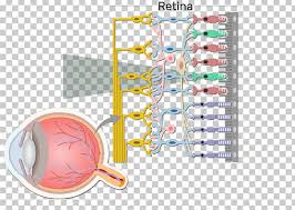 We did not find results for: Bipolar Neuron Retina Bipolar Cell Retinal Ganglion Cell Png Clipart Amacrine Cell Anatomy Angle Bipolar Neuron
