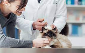 kedi asi takvimi kedi veterinerler hayvanlar