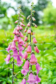 Flower pot with thistle and foxglove. Foxgloves For Colour And Structure Foxglove Love Flowers Flowers