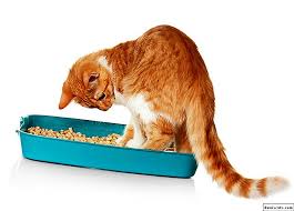 Maybe you would like to learn more about one of these? Cirit Birit Kuning Dalam Anak Kucing Penyebab Gejala Rawatan