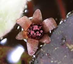 Image result for Brasenia