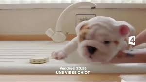 Check spelling or type a new query. Une Vie De Chiot