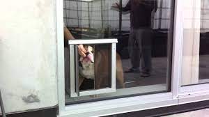 We did not find results for: Funny Bulldog Learning To Use Dog Door Youtube