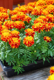 Image result for Tagetes patula